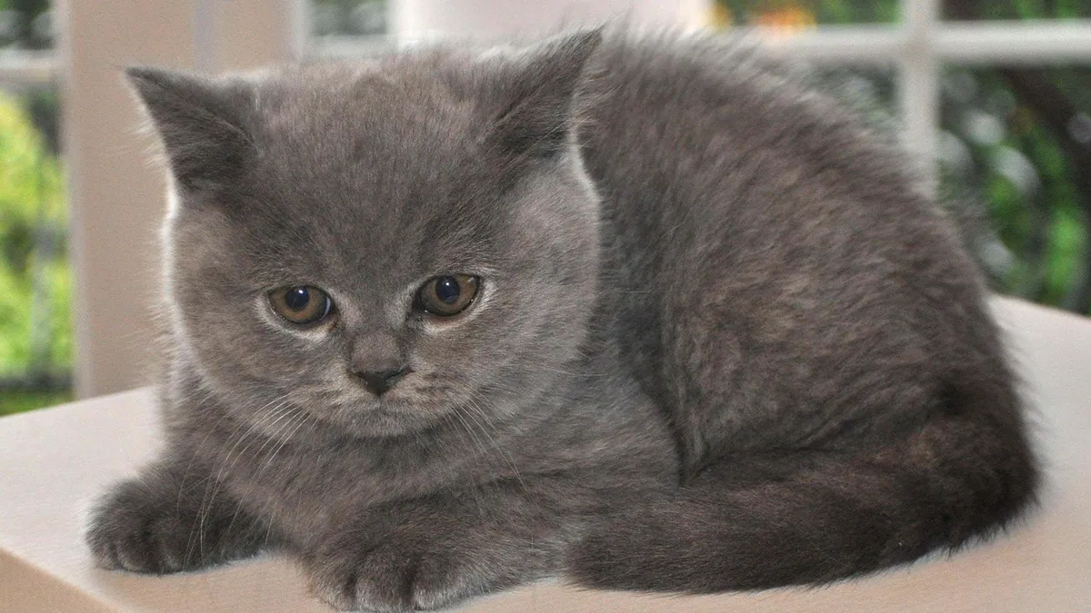What Medicine Can I Give My Cat? Safe OTC Options