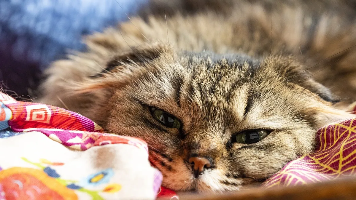Is There a Safe Sedative for Cats? Vet-Approved Options