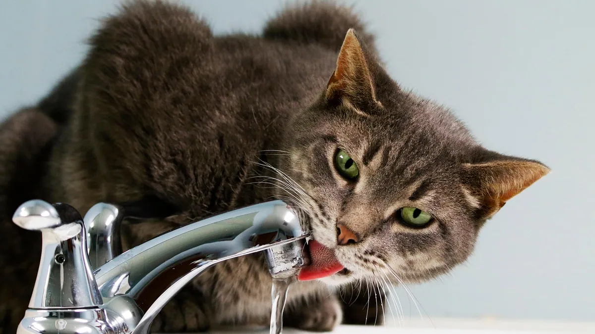 Is Tap, Distilled, or Bottled Water Safe for Cats?