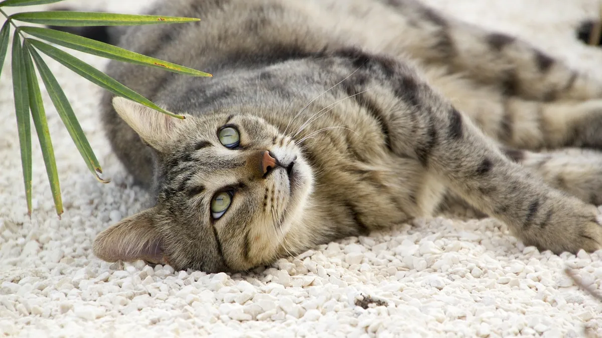 Is Sago Palm Toxic to Cats? Why It's an Emergency