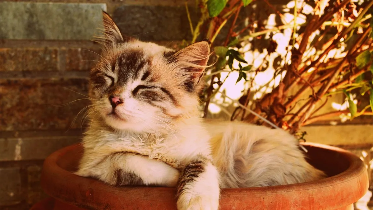 Salmonella in Cats: When Antibiotics Are Needed