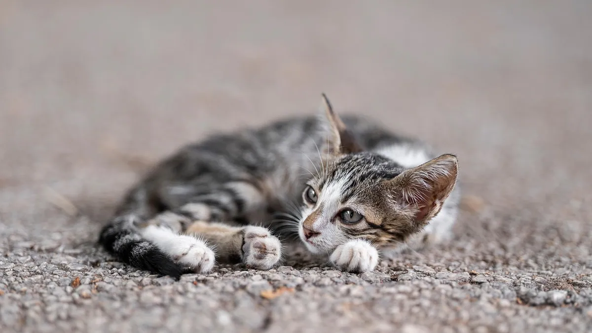 Salmonella in Cats: Recovery Time and What to Expect
