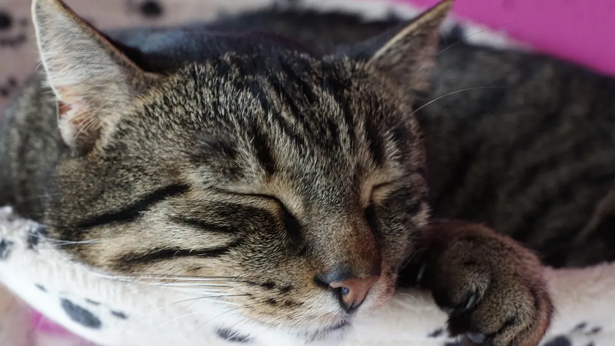 Treating Salmonella in Cats: Home Care and Vet Options