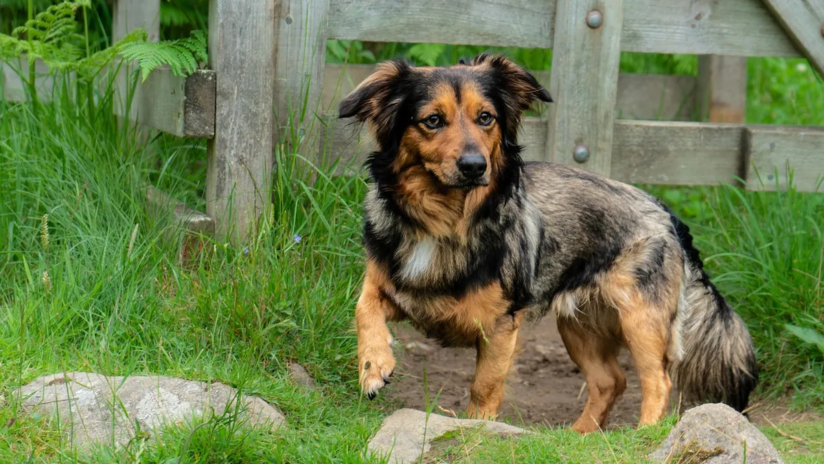 Salmonella in Dogs and Cats: Symptoms, Risks, and Care