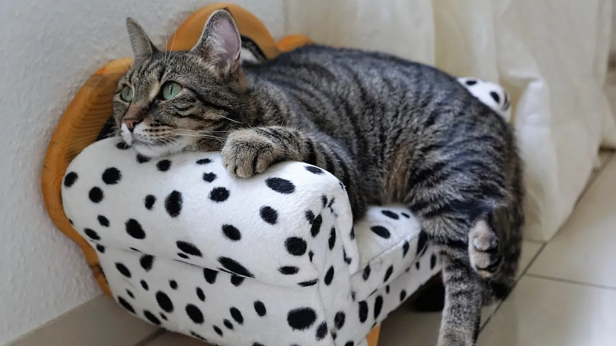 Is Salmonella in Cats Contagious? Risks to Pets and People