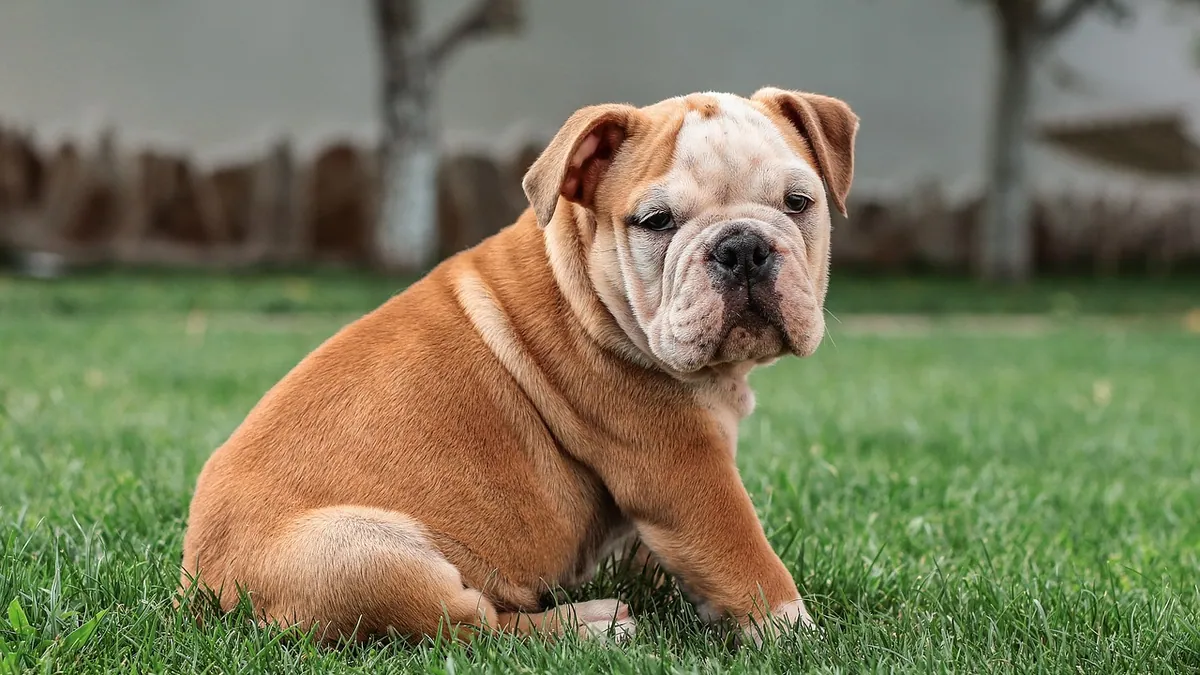 Salmonella in Dog Poop: What It Looks Like and What to Do