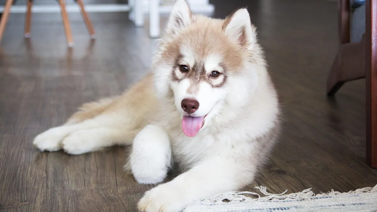 Salmonella in Dogs: Causes, Risk Factors, and Prevention