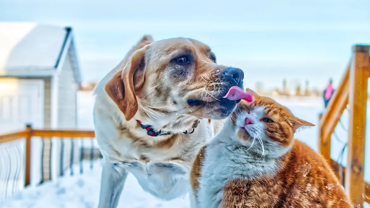 Is Salmonella in Dogs Contagious to People and Pets?