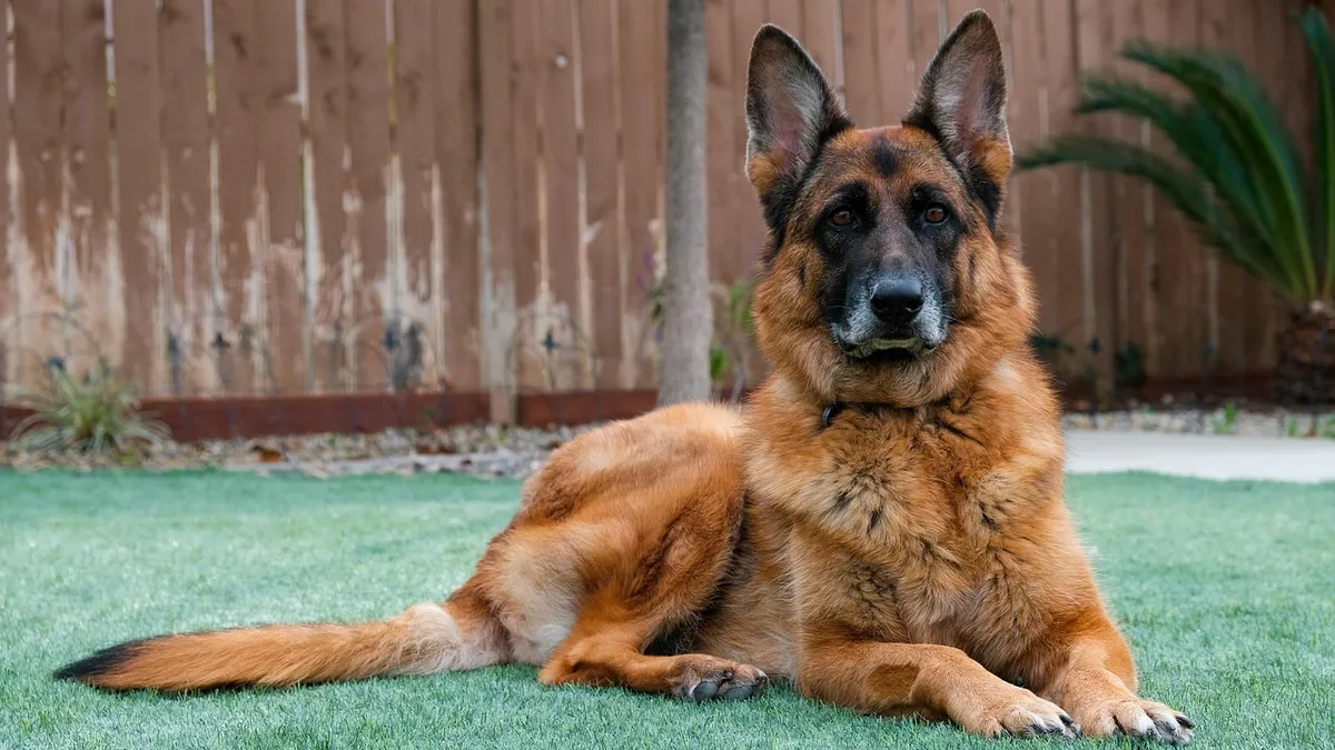Salmonella in Dogs: Treatment and What Actually Works