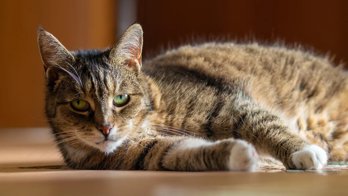 Is Salt Toxic to Cats? Garlic Salt and Sodium Risks