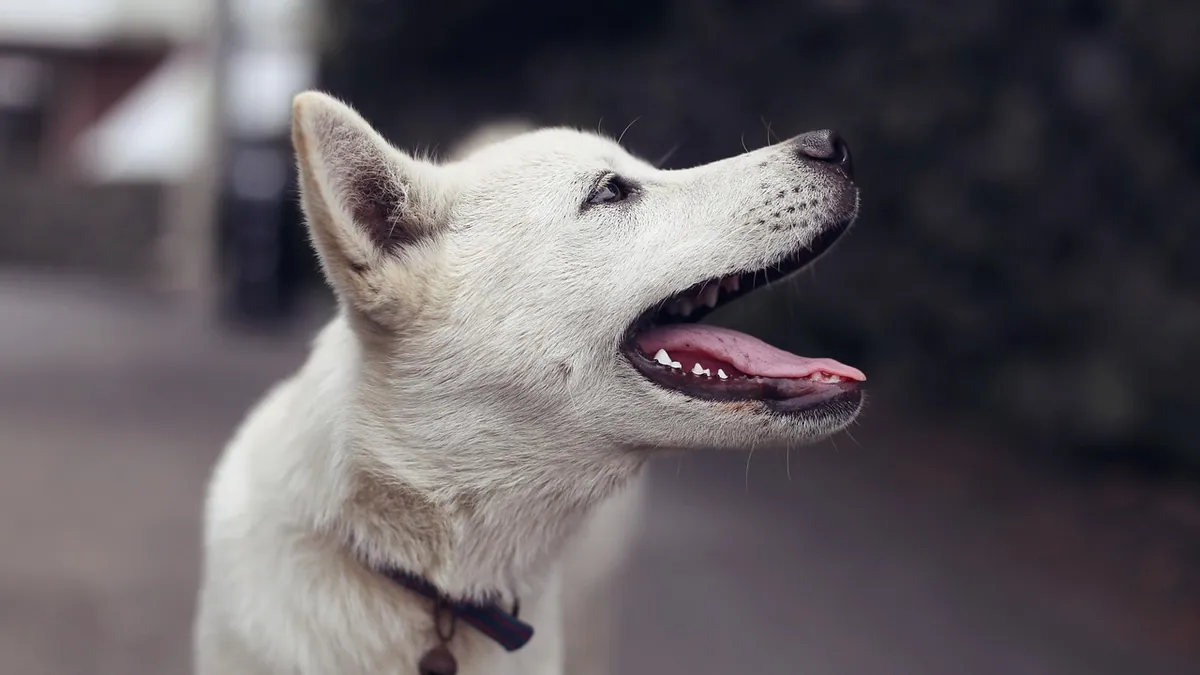 Sandoz Tobramycin for Dogs: Uses, Dosing, and Safety
