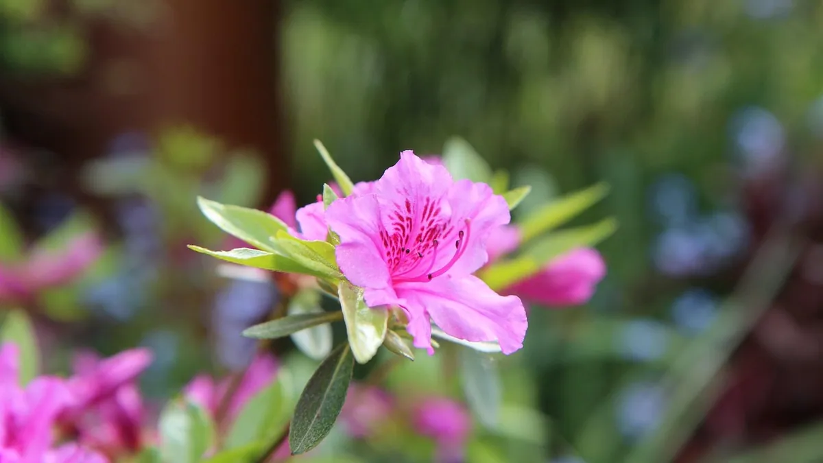 Is Satsuki Azalea Toxic to Dogs? Signs and What to Do