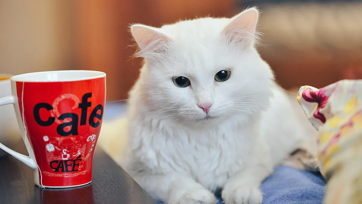 Are Scented Candles Safe Around Cats?