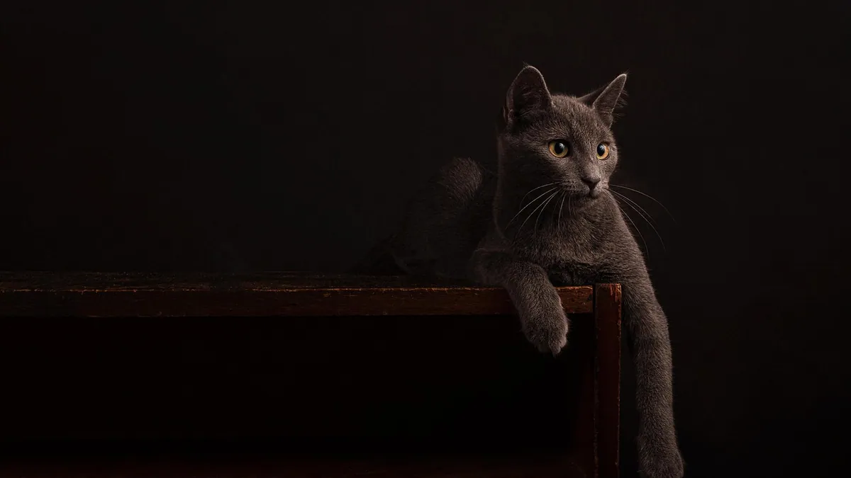 Are Scented Candles Toxic to Cats? Wax, Smoke and Oils