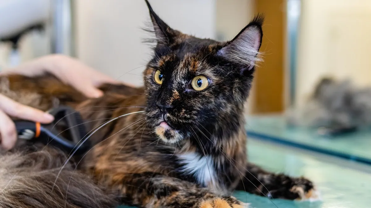 Is Seborrhea in Cats Contagious? Causes and Treatment