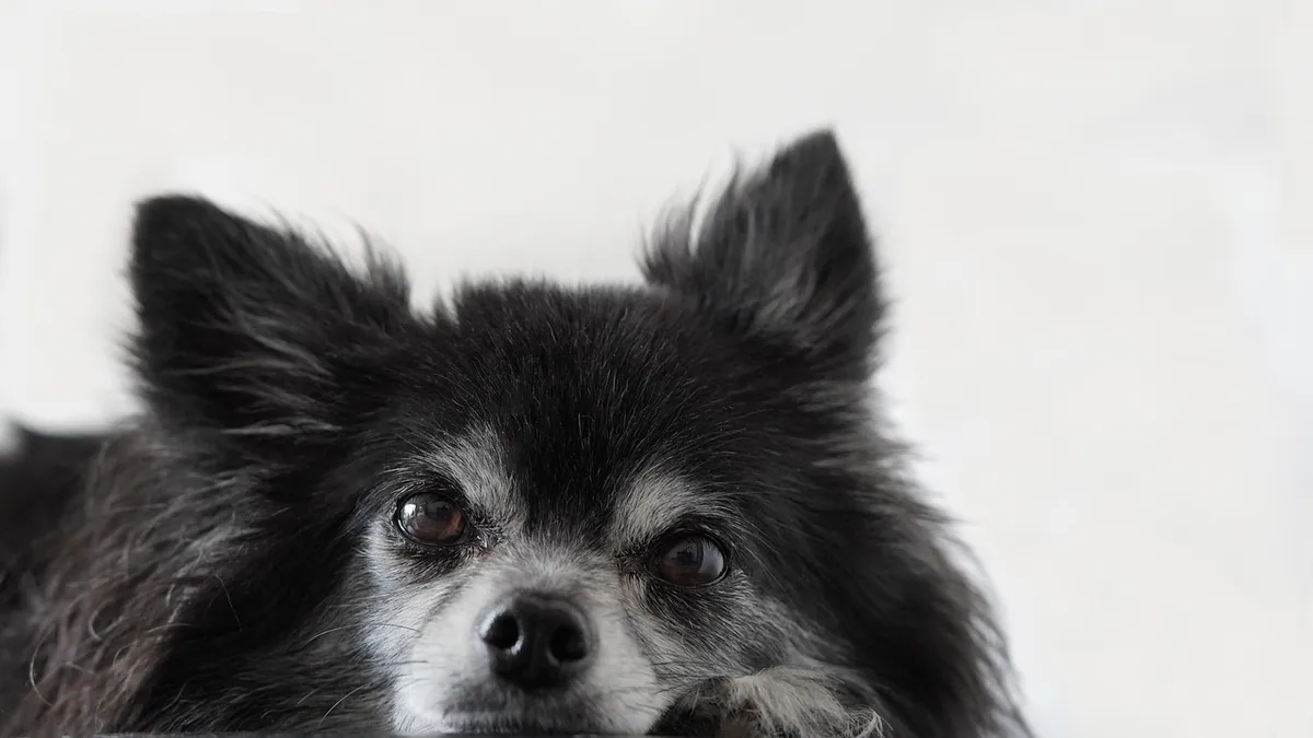 Selamectin for Dog Ear Mites: Does It Work and How to Use It