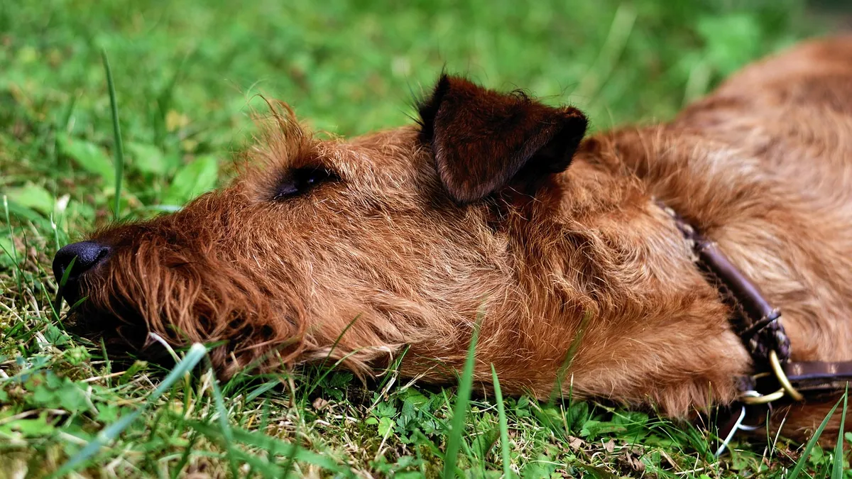 Selamectin for Dogs With Seizures: Is It Safe?