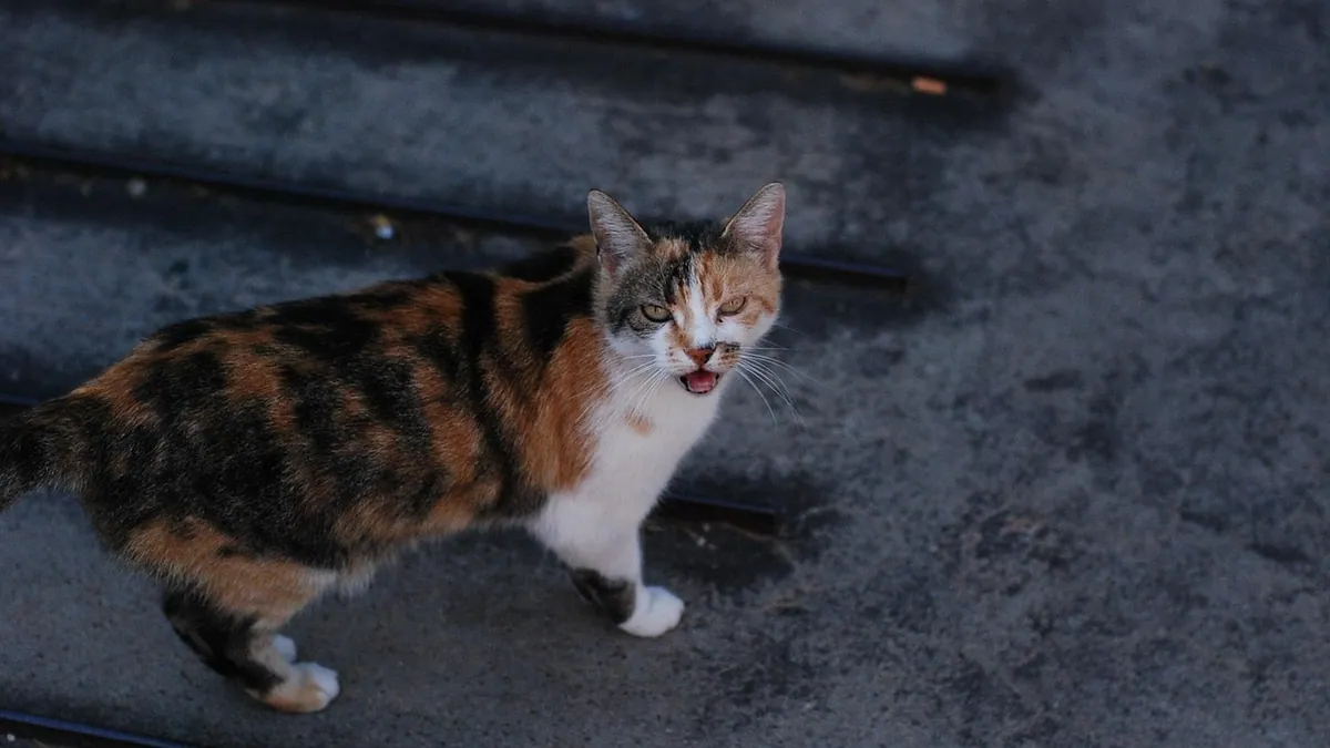 Why Is My Senior Cat Meowing Constantly?