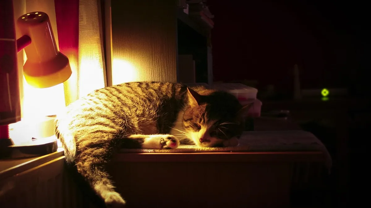 Why Is My Senior Cat Crying at Night? Causes and Help