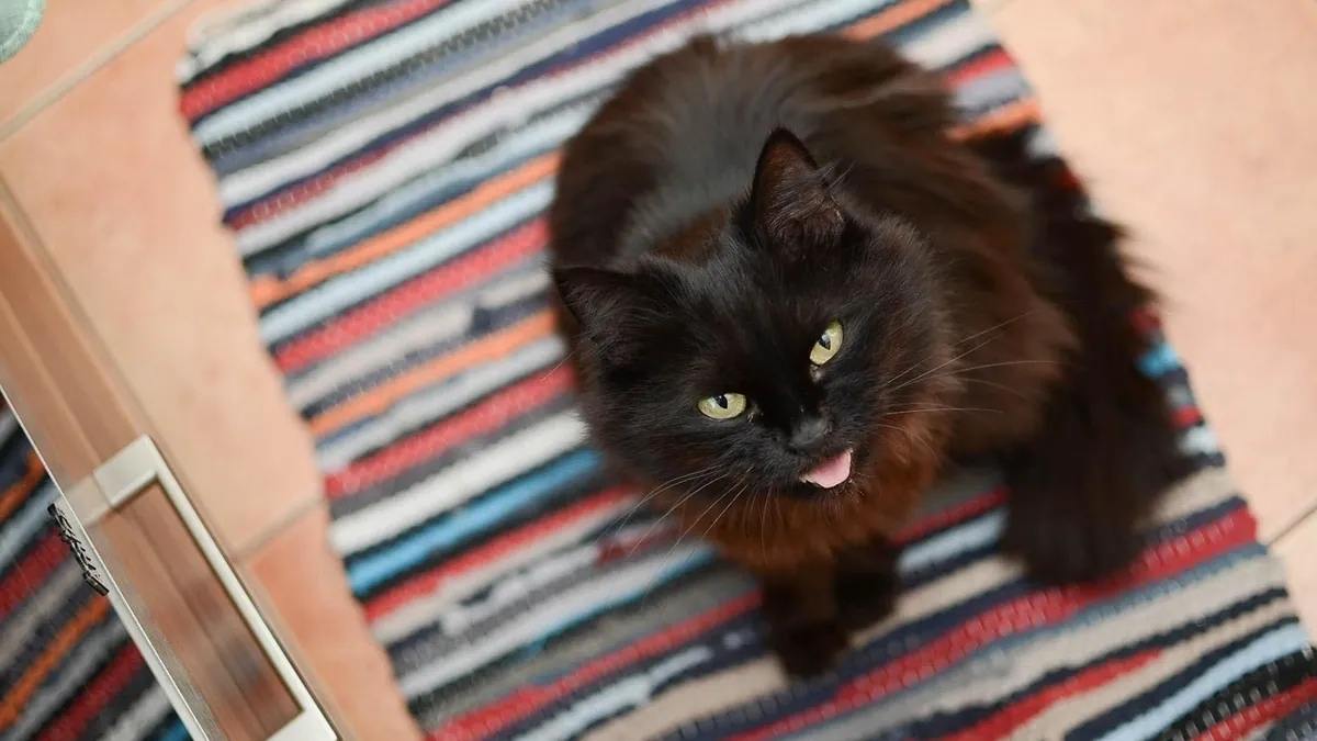 Senior Cat Dandruff: Causes and Simple Home Care