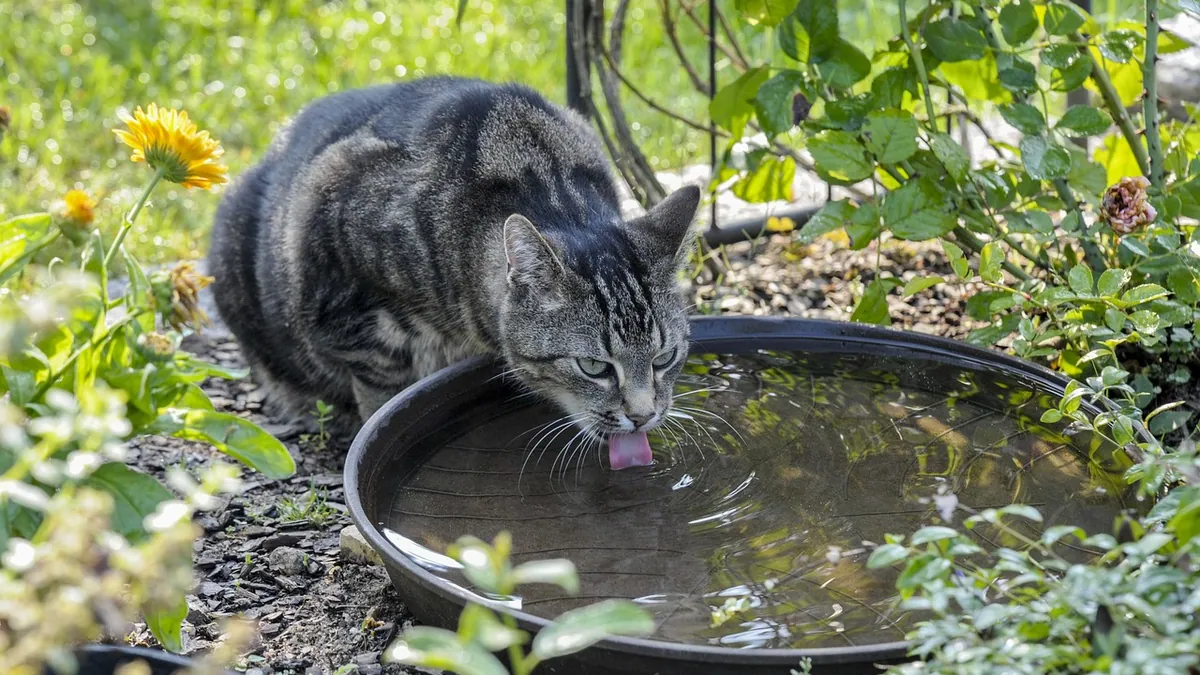 Senior Cat Drinking a Lot of Water: When to Worry