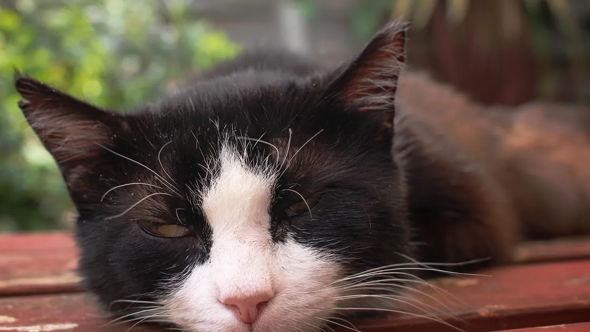 Senior Cat Drooling: Causes and When to See a Vet
