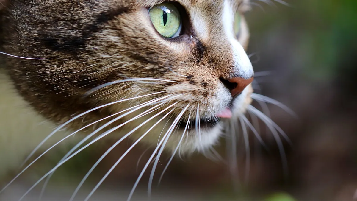 Senior Cat Eye Changes: Discharge, Cloudiness, Staring