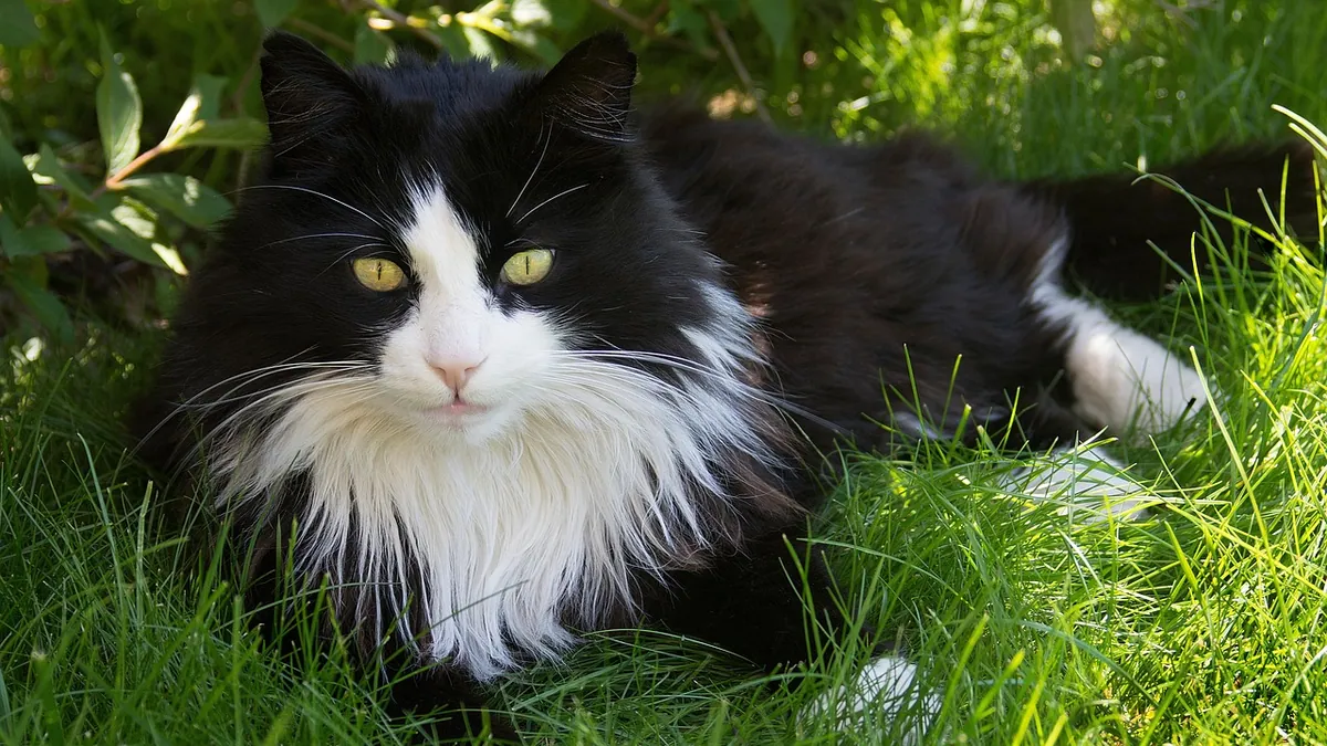 Senior Cat Hair Loss: Why Older Cats Lose Fur