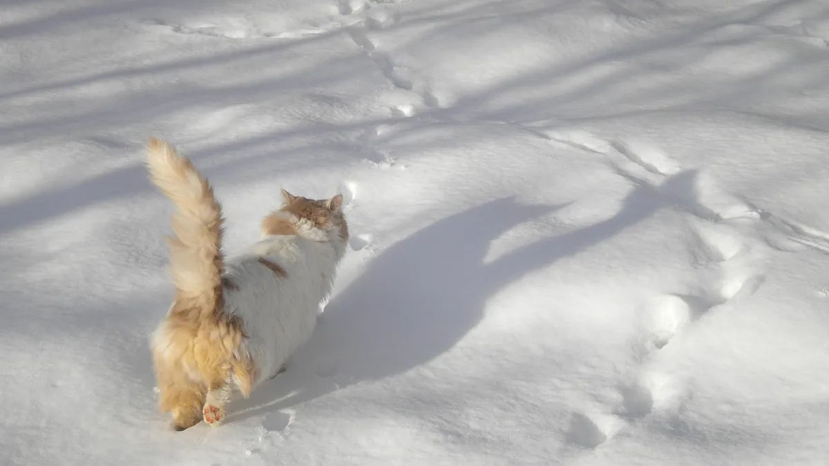 Senior Cat Hind Leg Weakness: Causes and Treatment