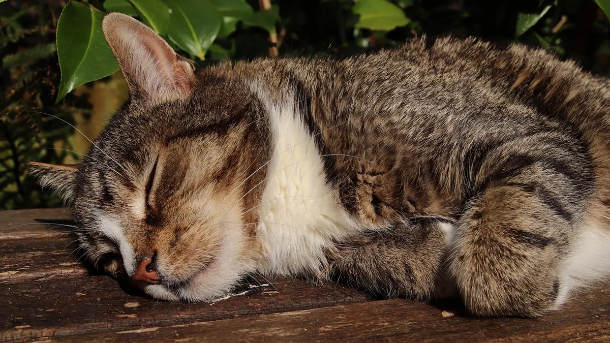 Why Is My Senior Cat Always Hungry but Skinny?