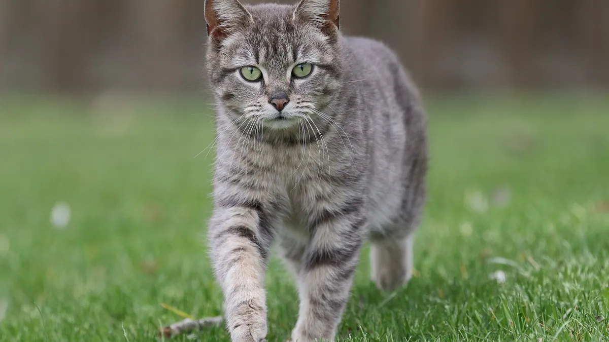 Senior Cat Joint Pain: Arthritis Care and Support Options