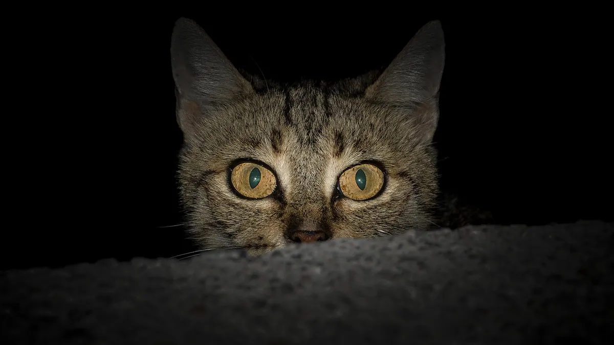 Senior Cat Meowing at Night: Causes and Calming Tips