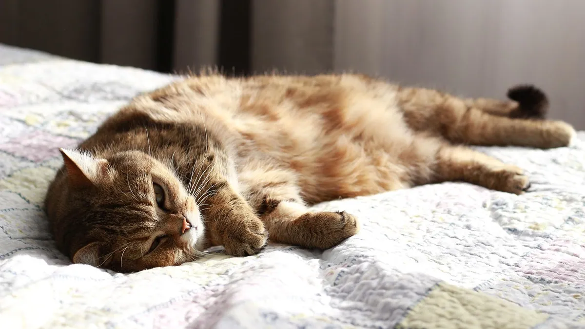 Senior Cat Peeing in Sleep or Pooping on the Bed: What It Means