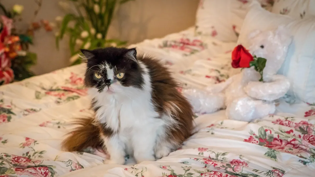 Senior Cat Peeing on the Floor or Bed: Why It Happens