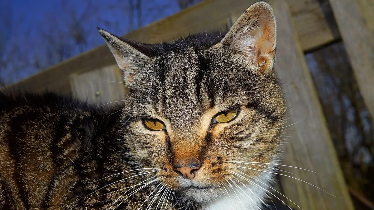 Senior Cat Pooping Everywhere: Causes and What to Do