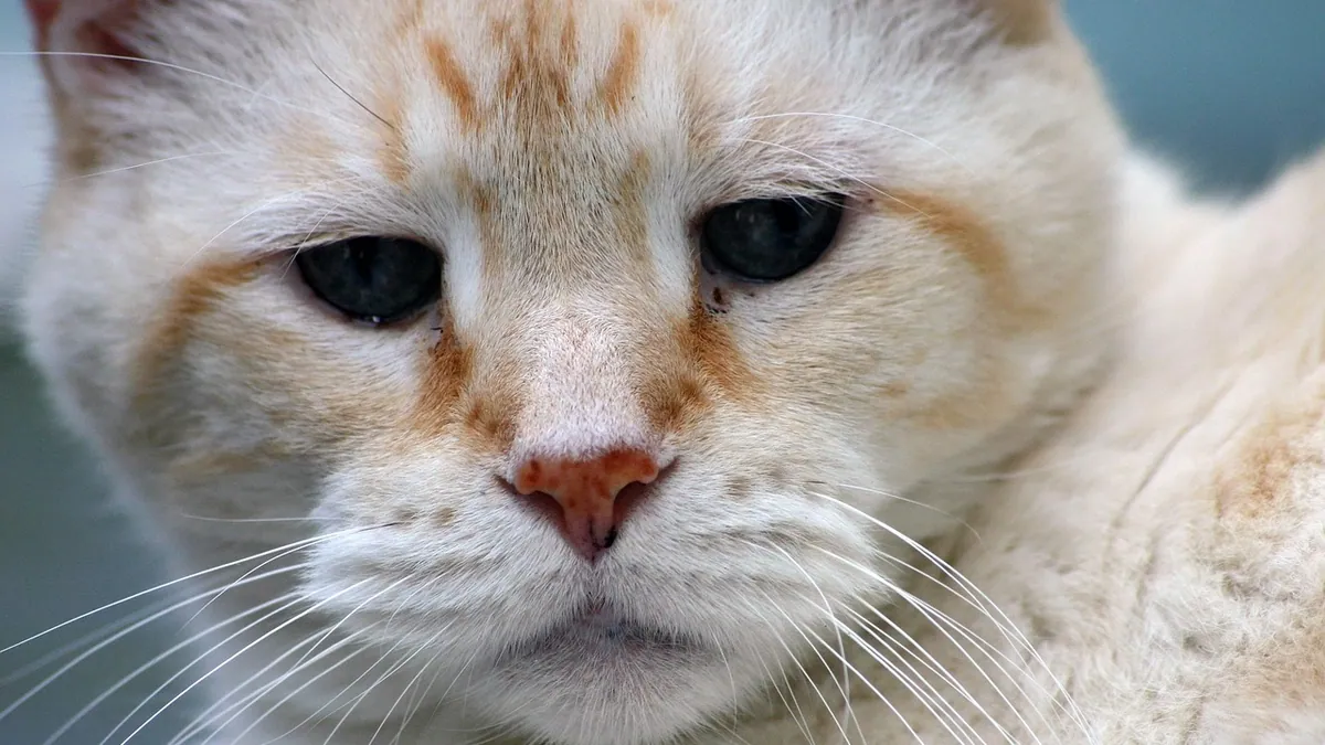 Senior Cat UTI and Incontinence: Symptoms and Treatment