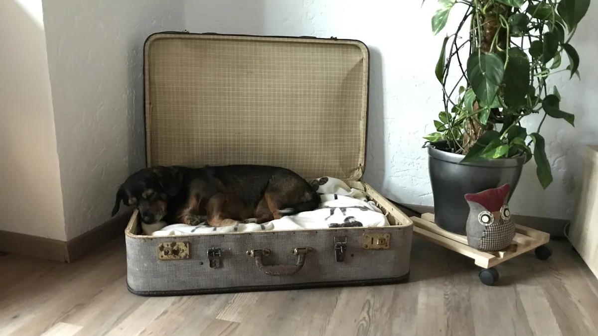 Why Is My Senior Dog Barking or Crying at Night?