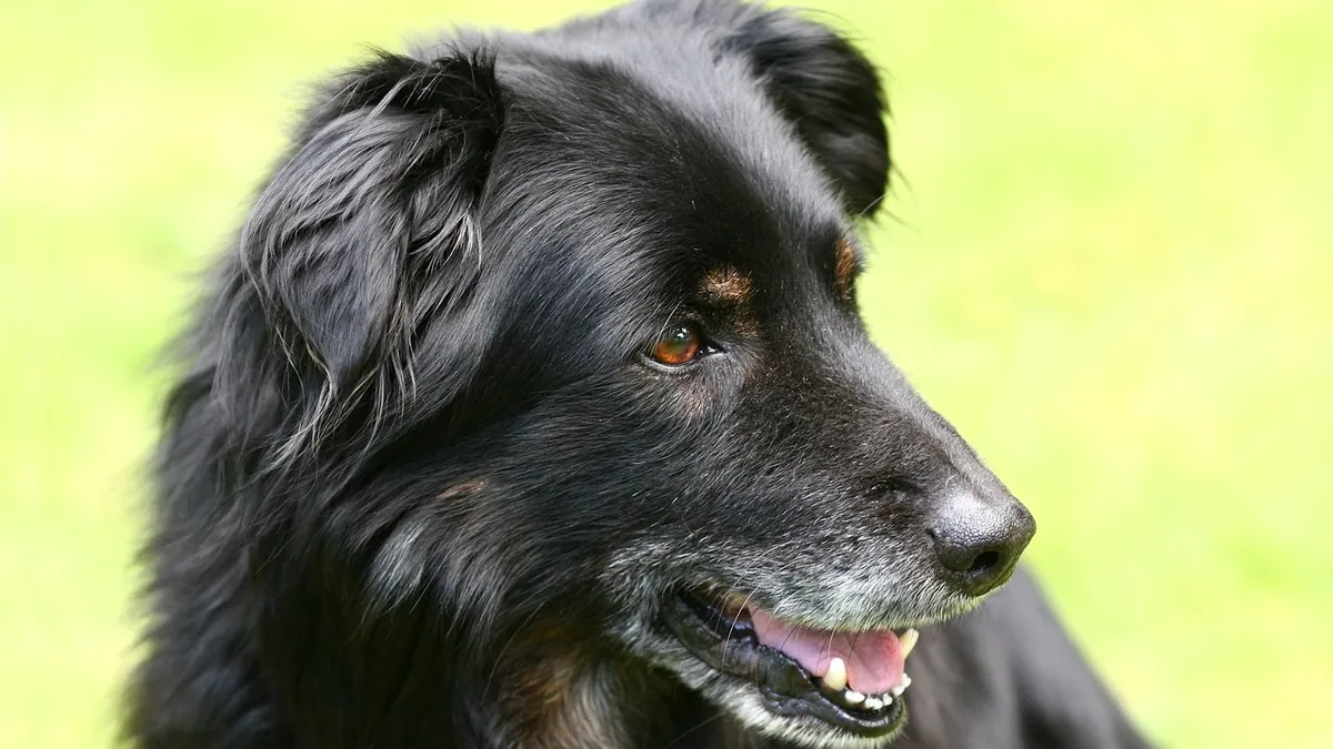 Senior Dog Coughing and Gagging: Causes and What to Do