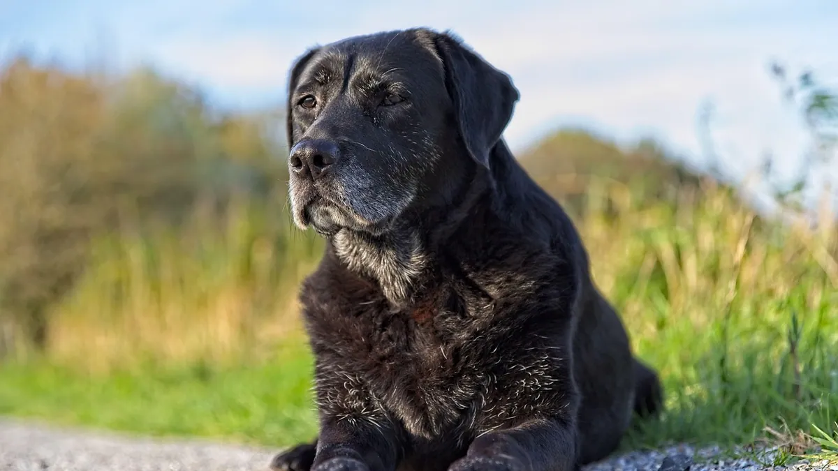 Senior Dog Diarrhea and Vomiting: Causes and When to Worry