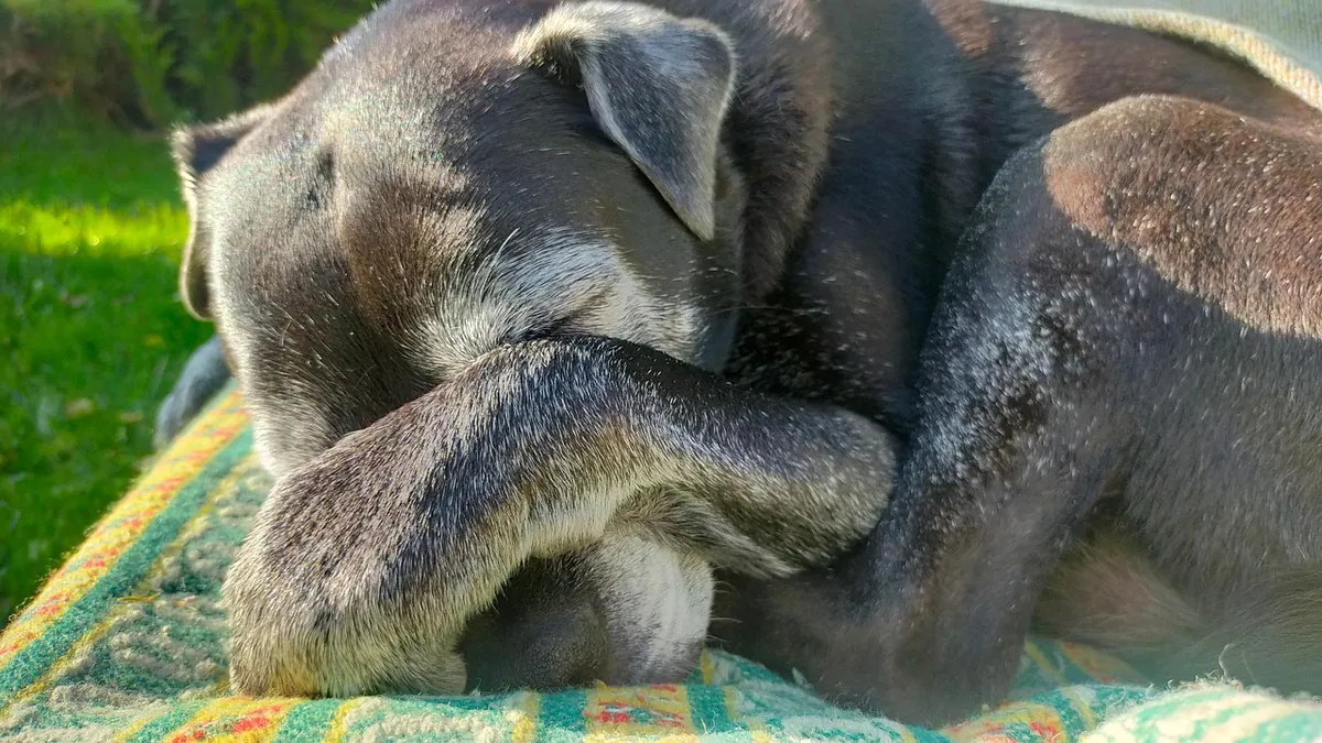Senior Dog Diet Plan: What to Feed an Older Dog