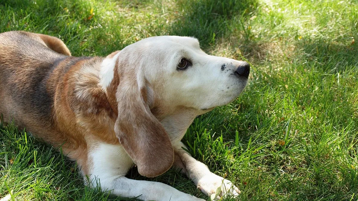 Why Is My Senior Dog Eating Dirt, Poop, or Grass?