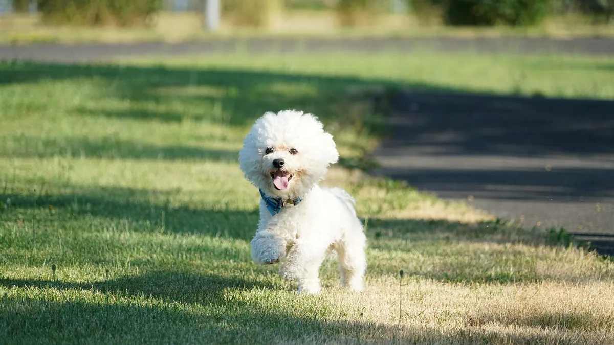Exercise for Senior Dogs: Safe Routines and Limits