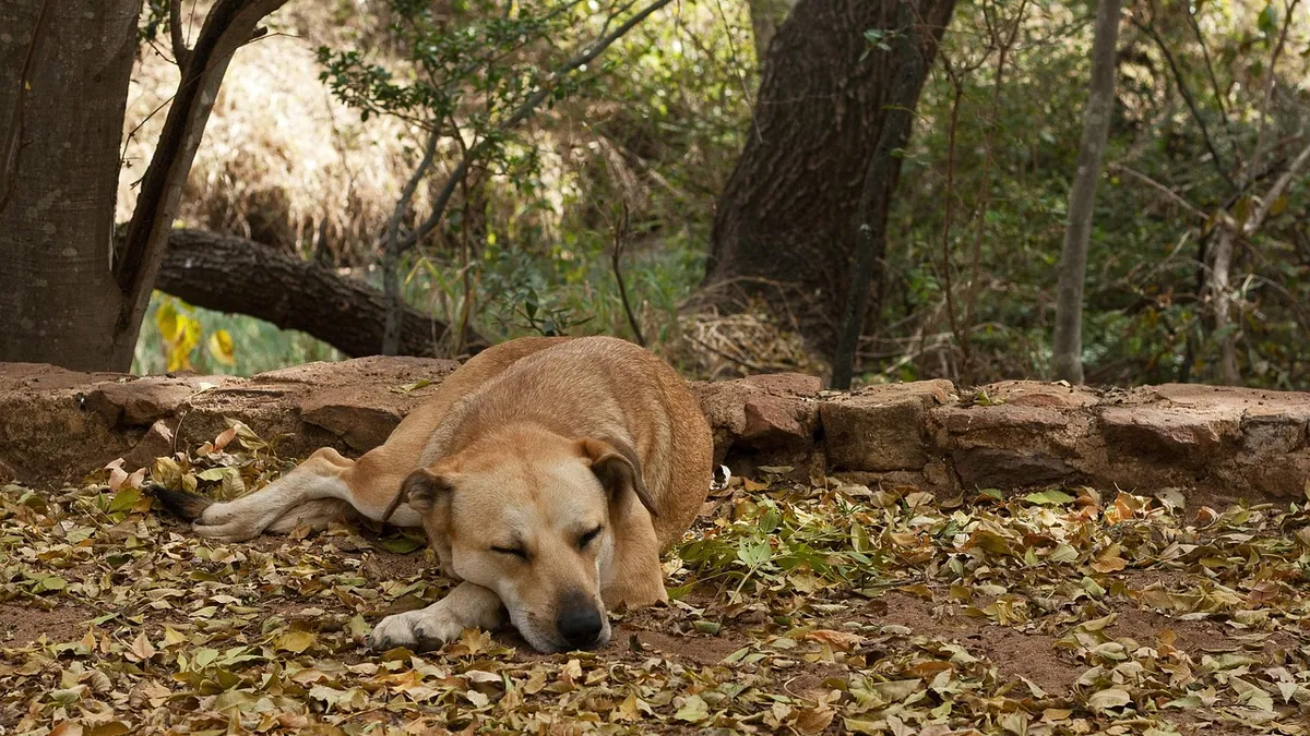 Senior Dog Incontinence While Sleeping: Causes and Help