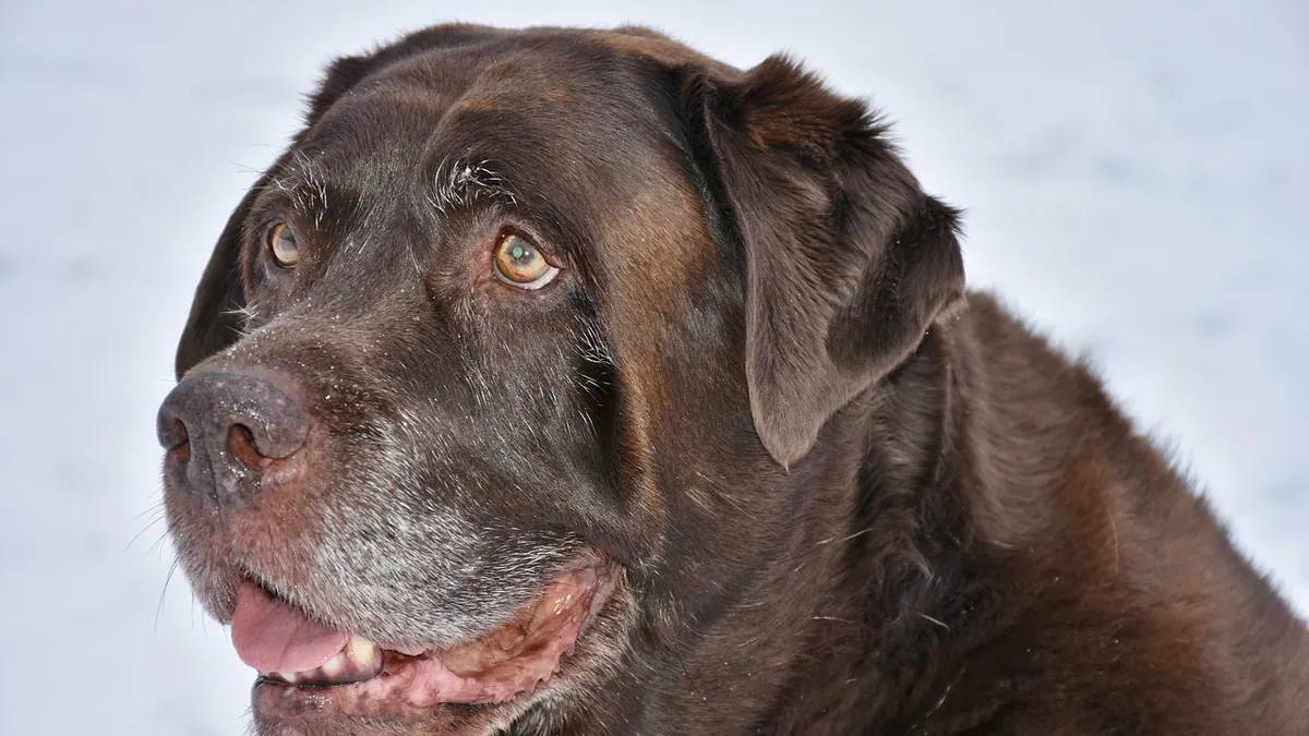 Why Is My Senior Dog's Jaw Chattering or Quivering?