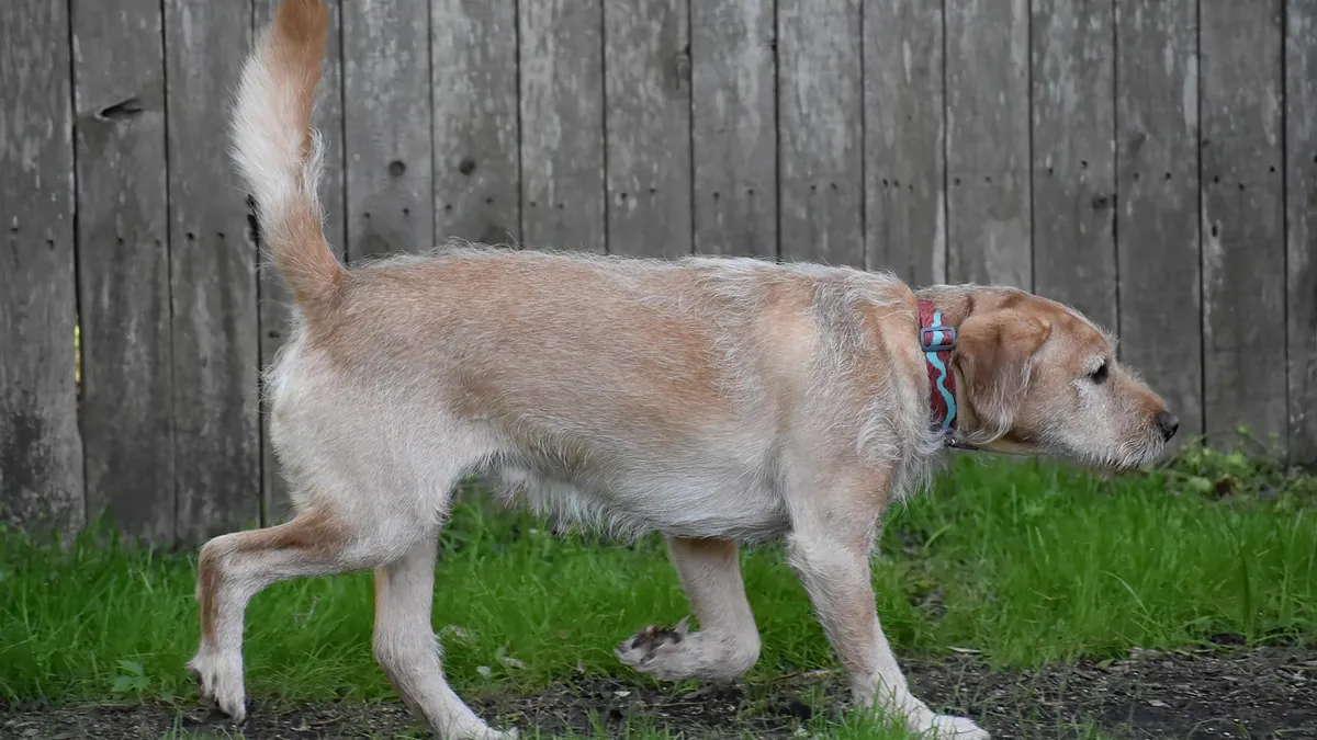 Why Is Your Senior Dog Losing Hair on the Tail and Ears?
