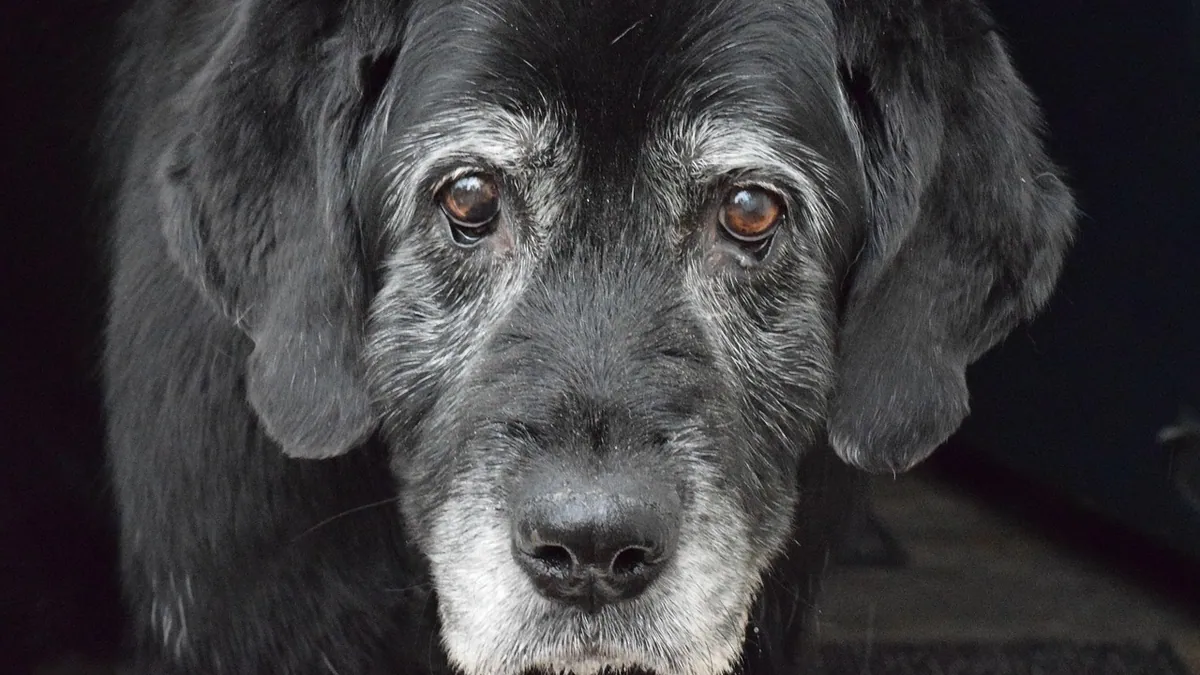 Senior Dog Not Eating: Causes, Weight Loss and What to Do