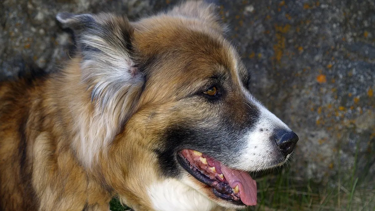 Senior Dog Panting a Lot: Normal Aging or a Warning Sign?