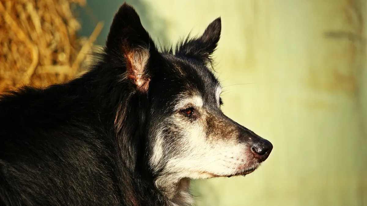 Senior Dog Restless at Night: Why It Happens and How to Help
