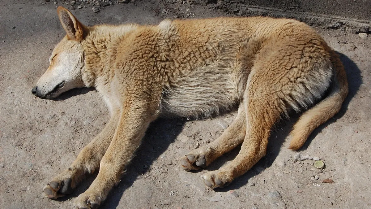 Senior Dog Unable to Stand: Causes and Emergency Steps