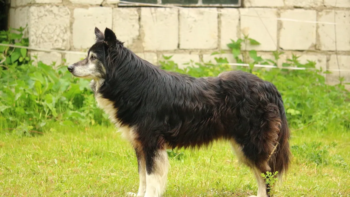 Why Is My Senior Dog Peeing Less Often? Causes and When to Worry